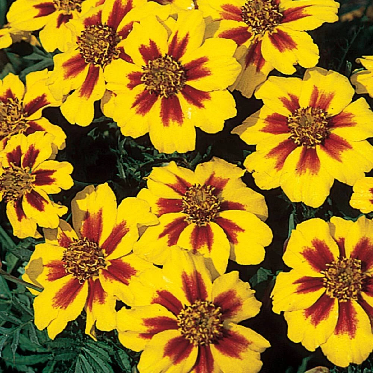 French Marigold Naughty Marrietta Seeds Dwarf Compact SHIPPING Seeds  Heirloom, Non-GMO, High Germination Organic Garden Seeds