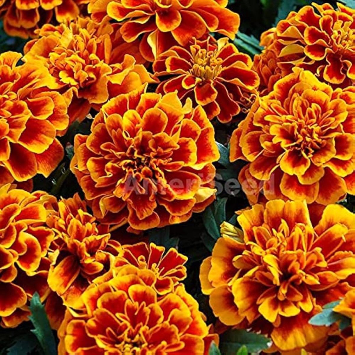 French Marigold Seeds for Planting Heirloom, Non-GMO, Easy to Grow, Annual