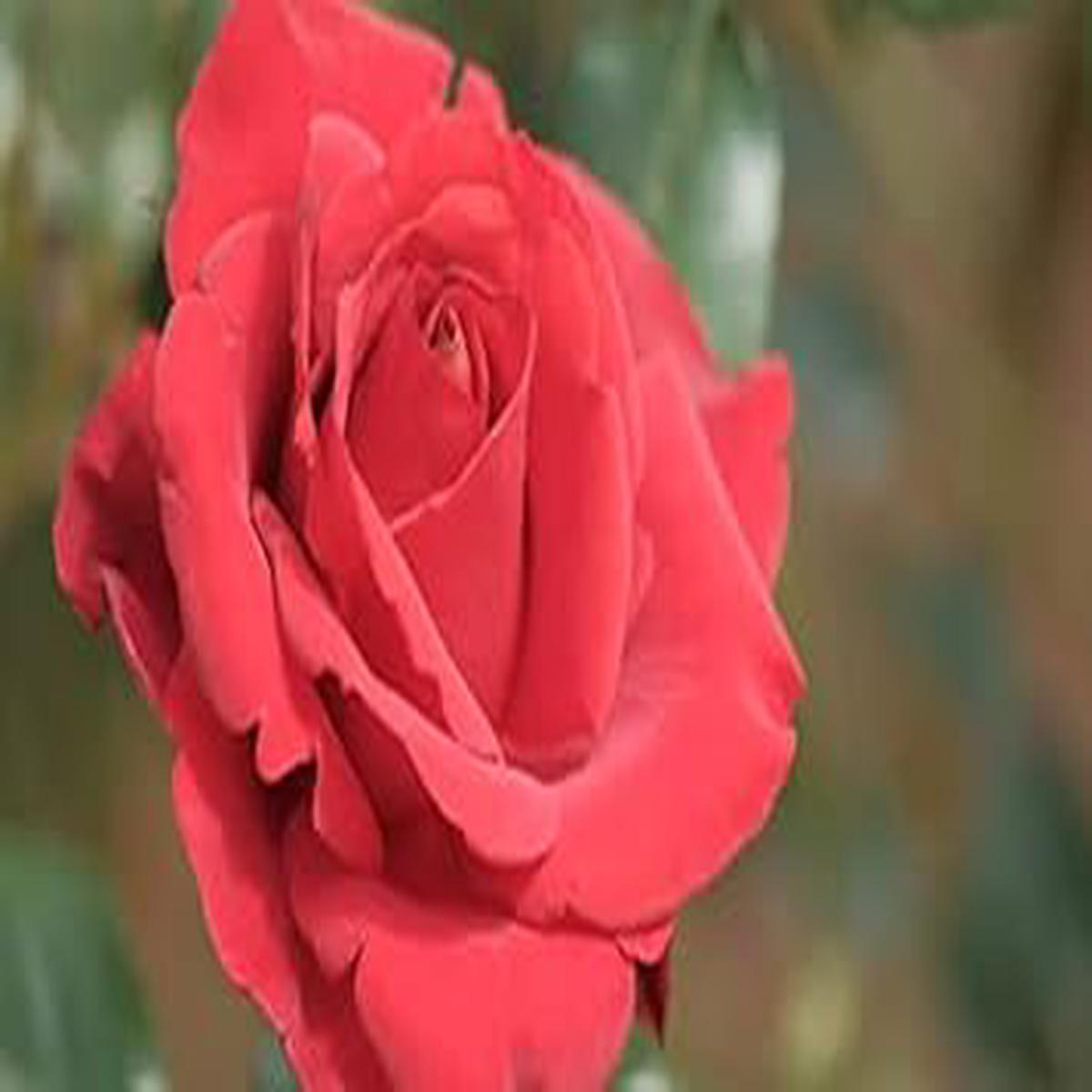 Fresh Dark Pink Rose Heirloom Non-GMO Seeds for Planting  High Germination Organic Garden Seeds for Stunning Blooms