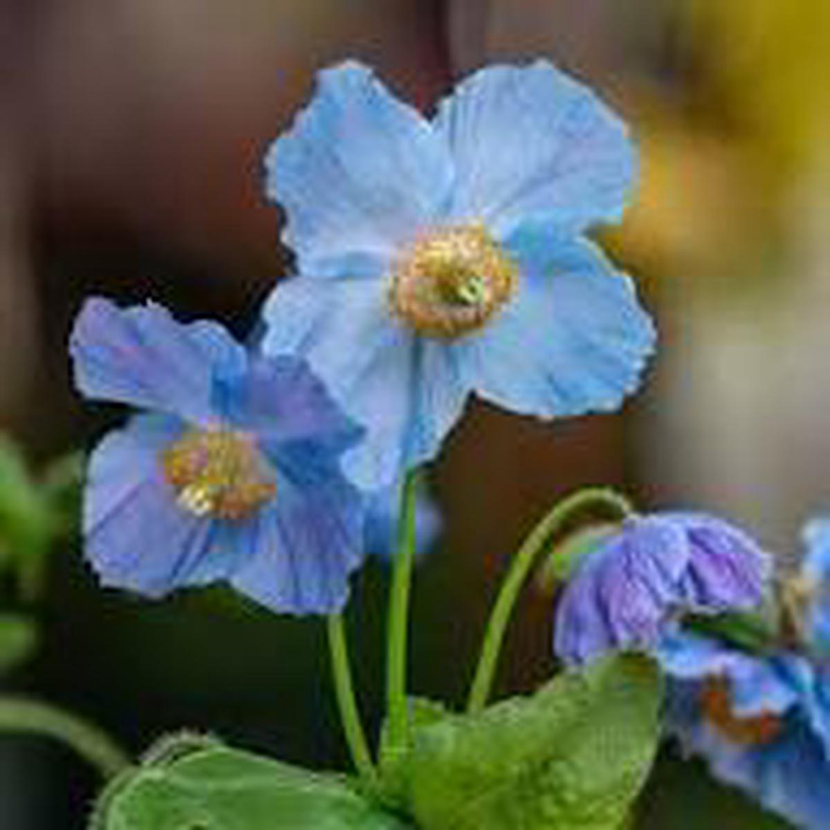 Fresh Meconopsis Flower Seeds for Planting - Heirloom, Non-GMO, High Germination Organic Garden Seeds