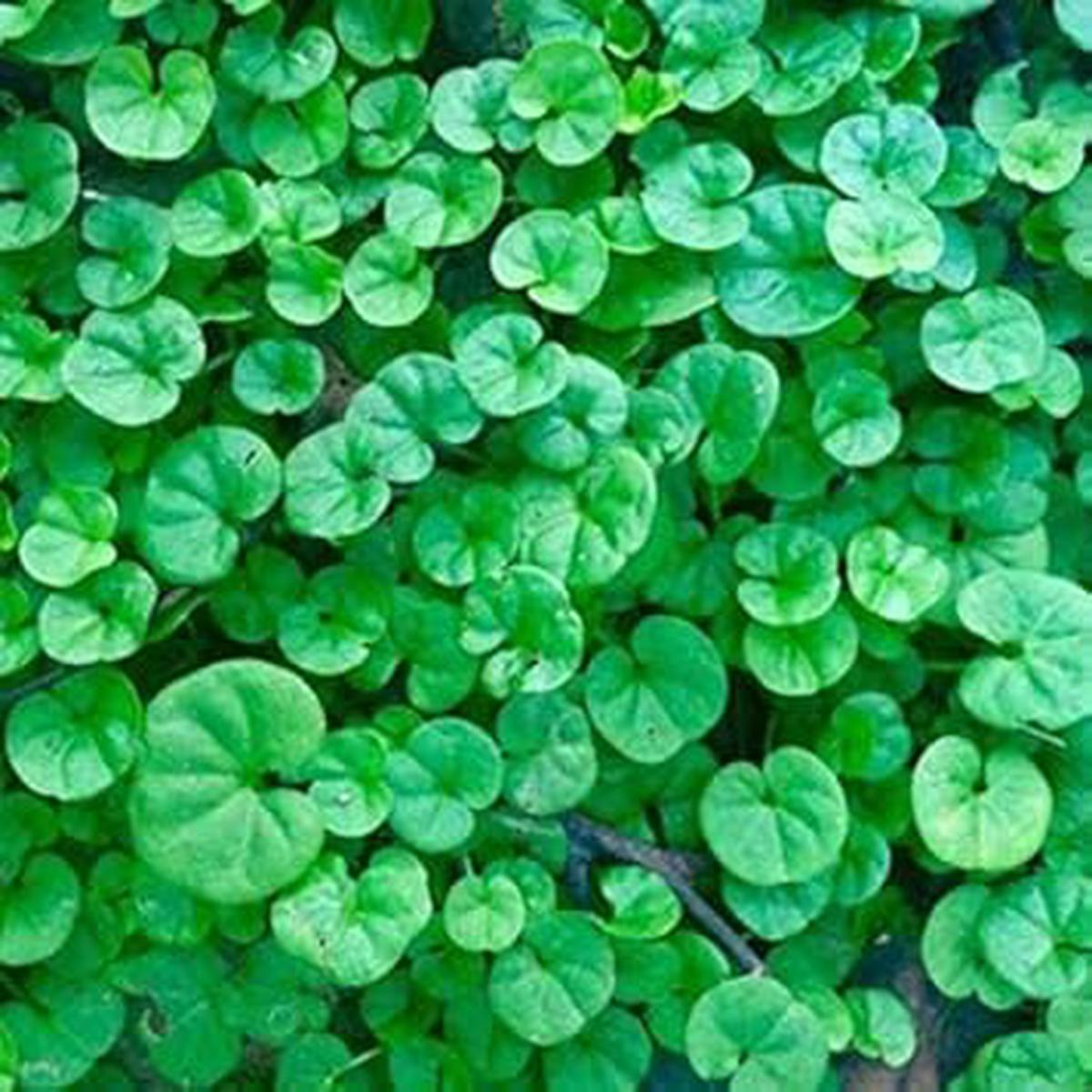 Green Dichondra Repens Lawn Flower seeds for Planting - Cut Flower Favorite, Heirloom & GMO Free Seeds for Home Garden