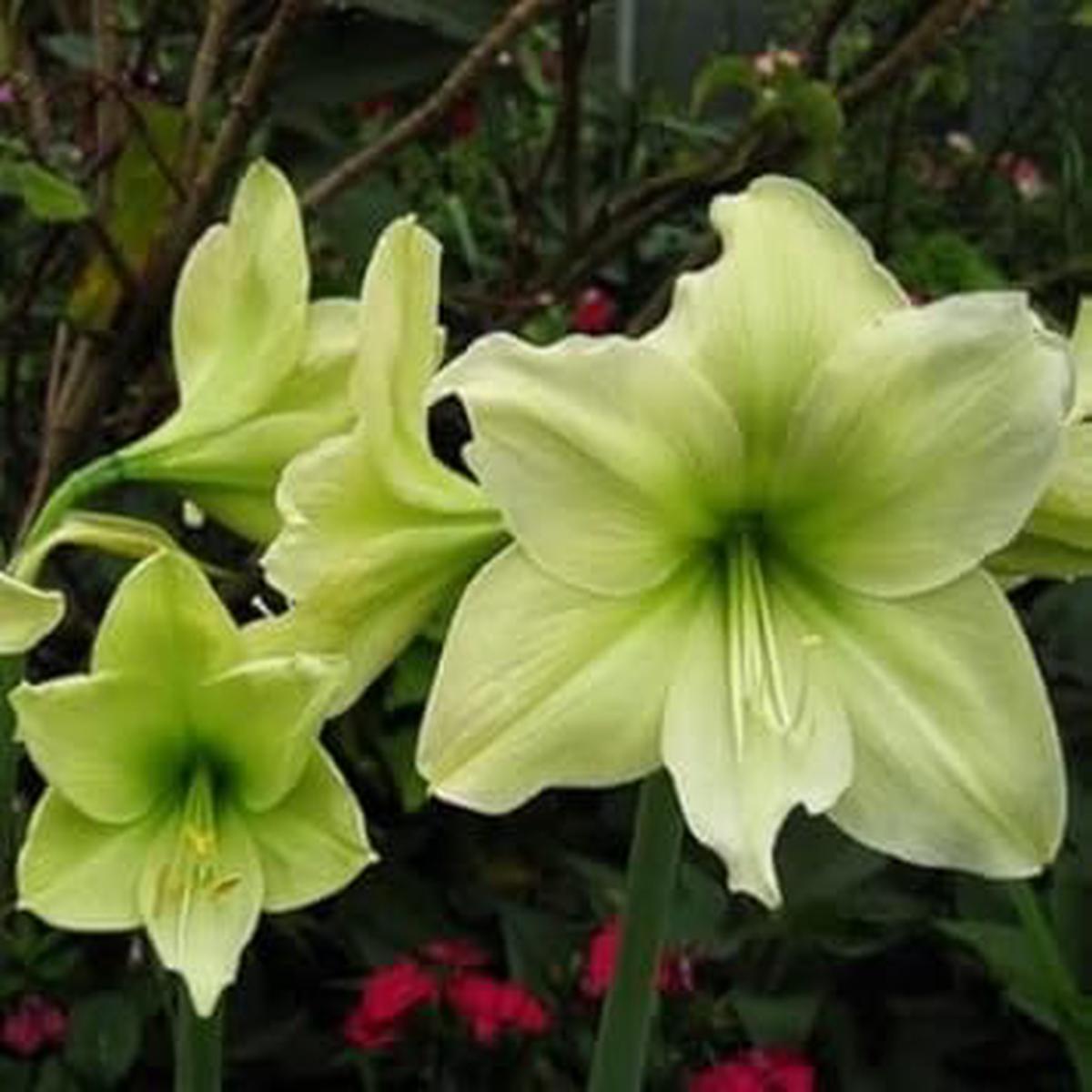 Green Hippeastrum Rutilum Flower seeds for Planting - Easy to Grow, Heirloom & GMO Free Seeds for Home Garden