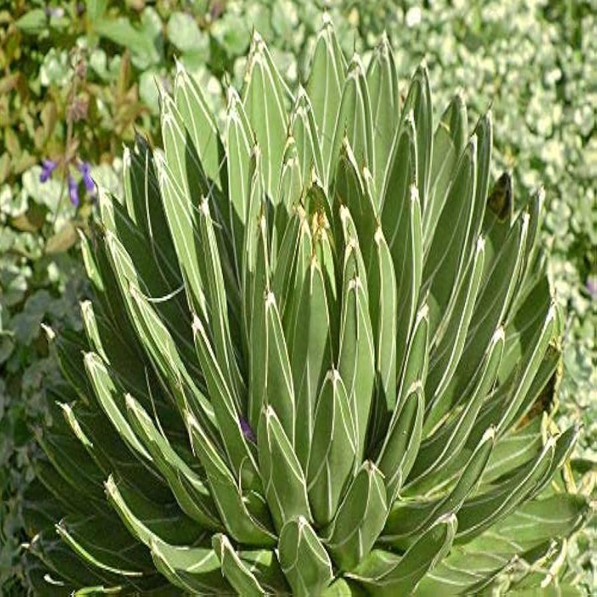 Green Victoria Agave Utahensis Plant Seeds - 100 pcs