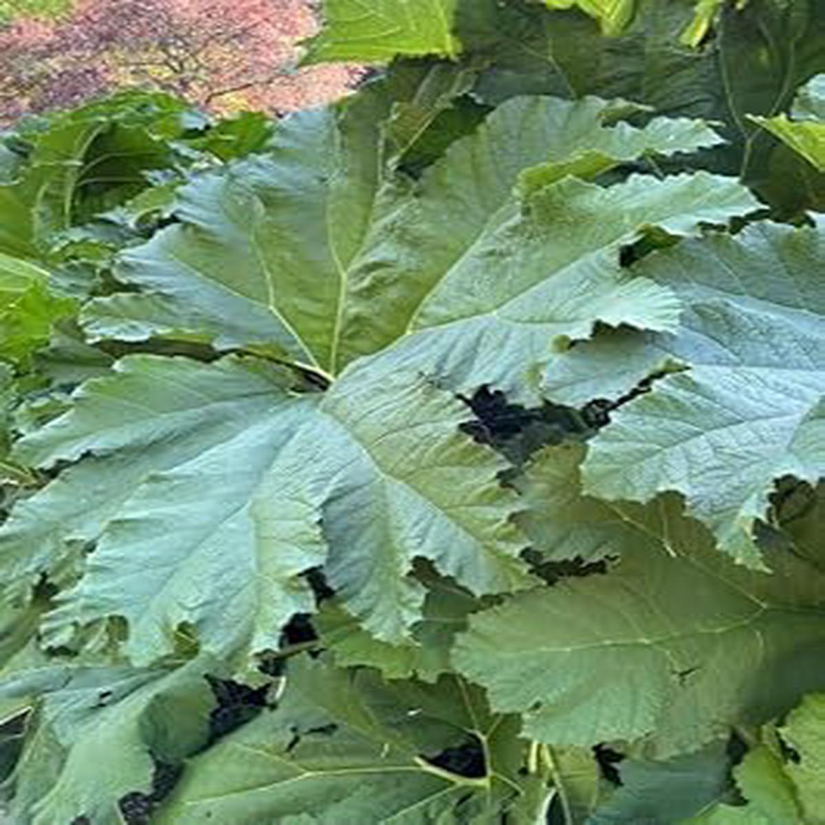 Gunnera Manicata Flower seeds for Planting Shade Tolerant Heirloom & GMO Free Seeds for Home Garden