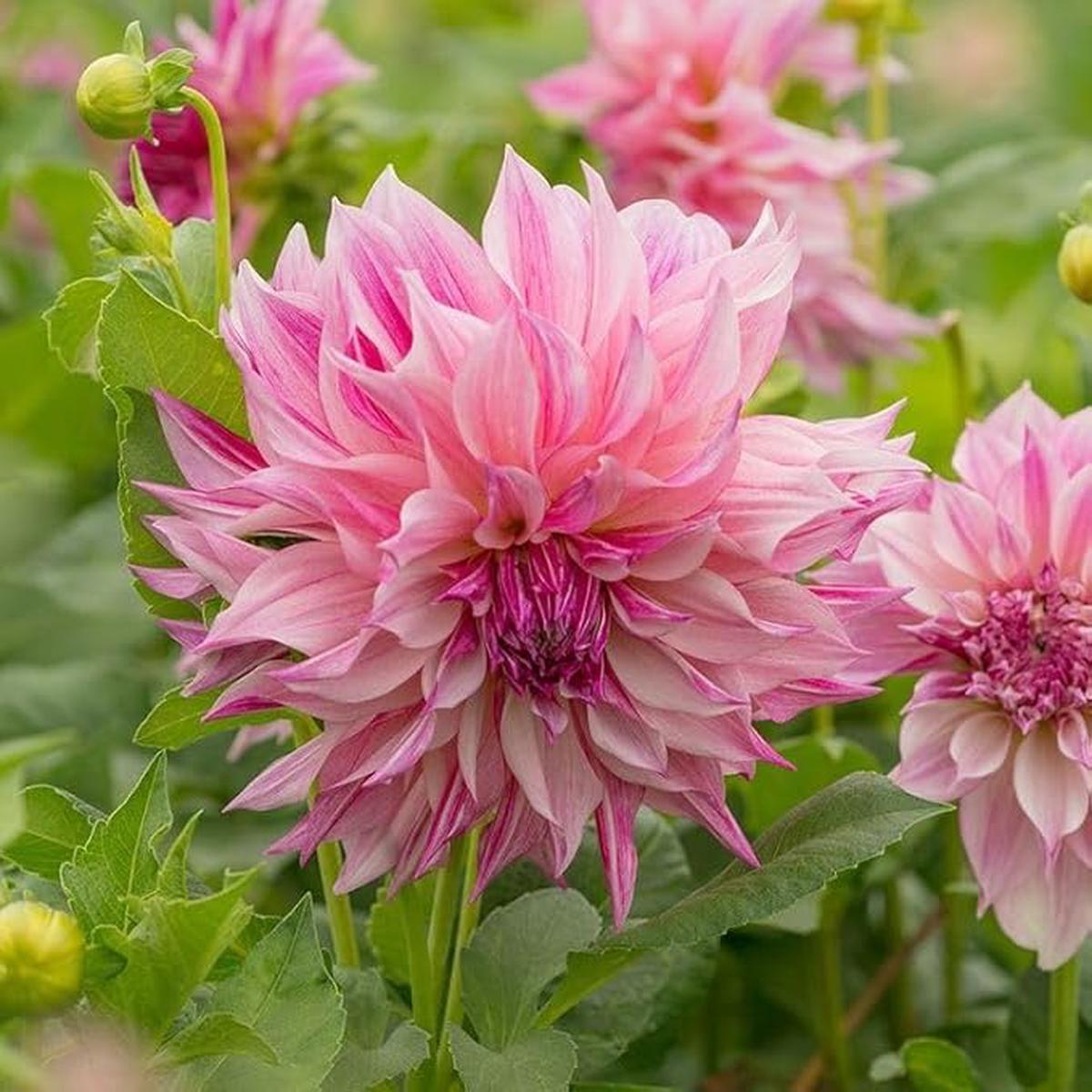 Heirloom Light Pink Dahlia Flower Seeds for Planting  Non-GMO, Stunning Blooming Flower Seeds