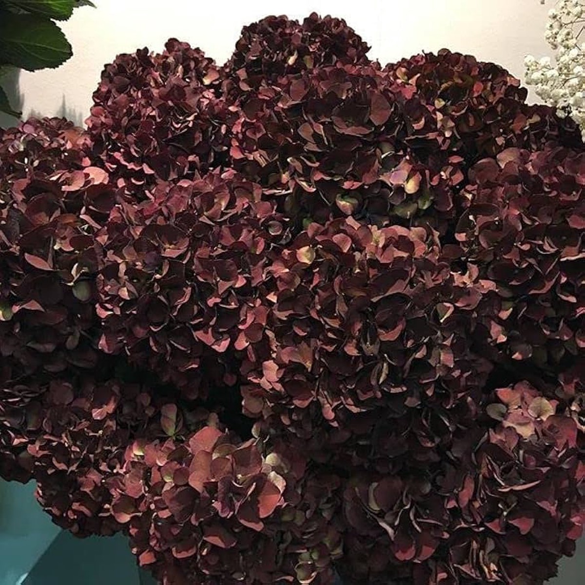 Heirloom Non-GMO Chocolate Hydrangea Flower Seeds for Planting  Rare Blooming Seeds