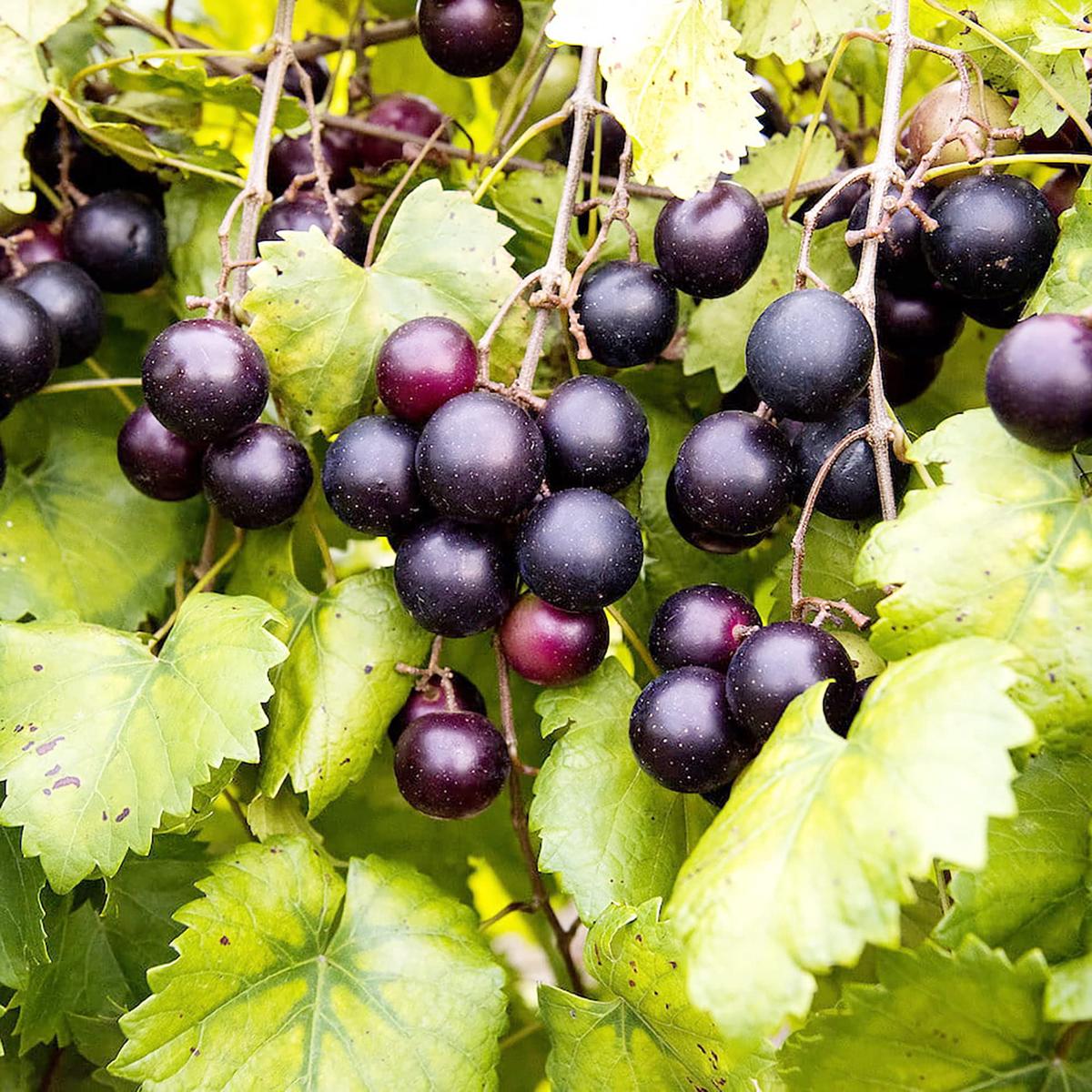 Heirloom Non-GMO Giant Black Muscadine - Seeds for Large, Sweet Grapes with Rich Flavor