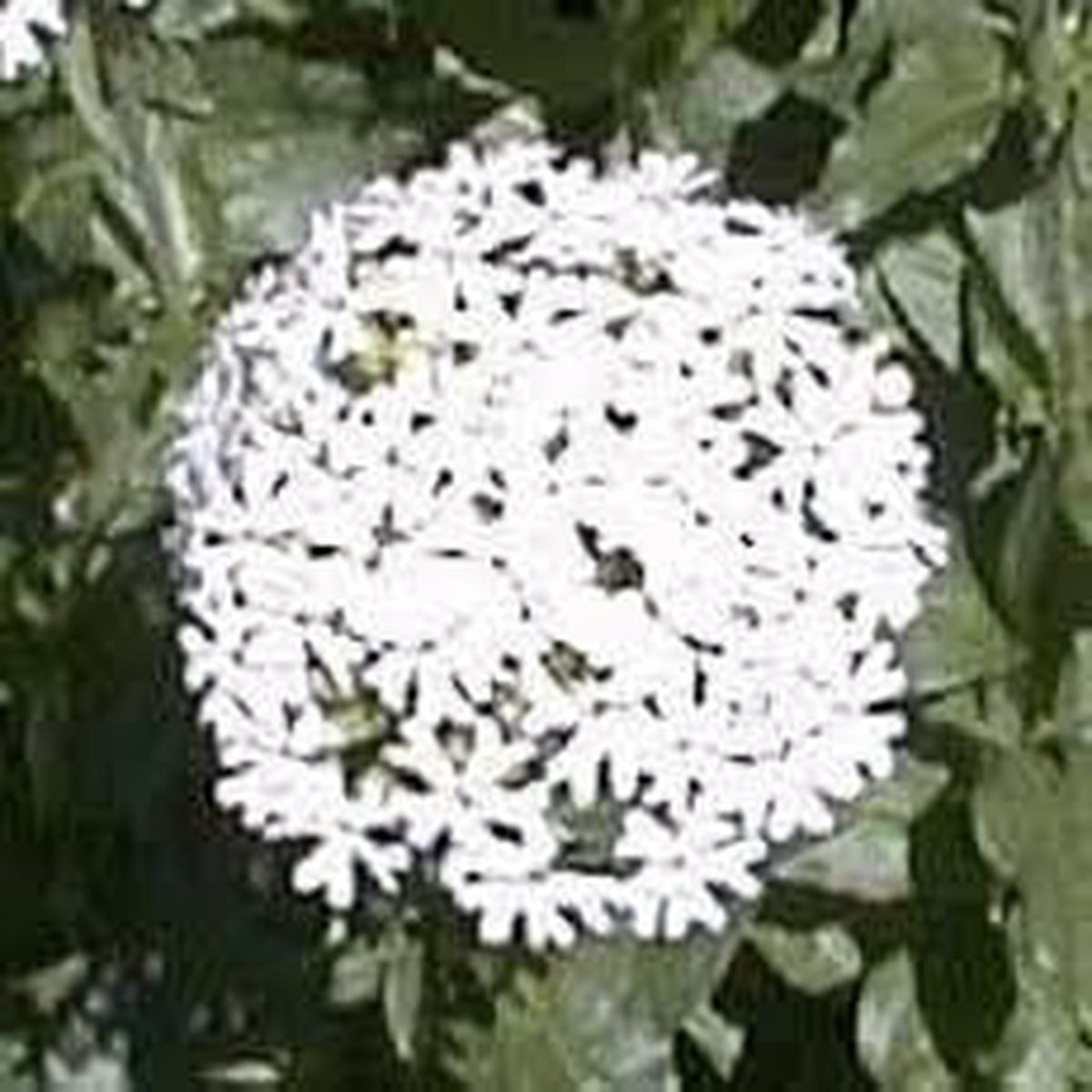 Heirloom Non-GMO Maltese Cross Flower Seeds for Planting Bright Red Hardy Blooms for Cottage Gardens