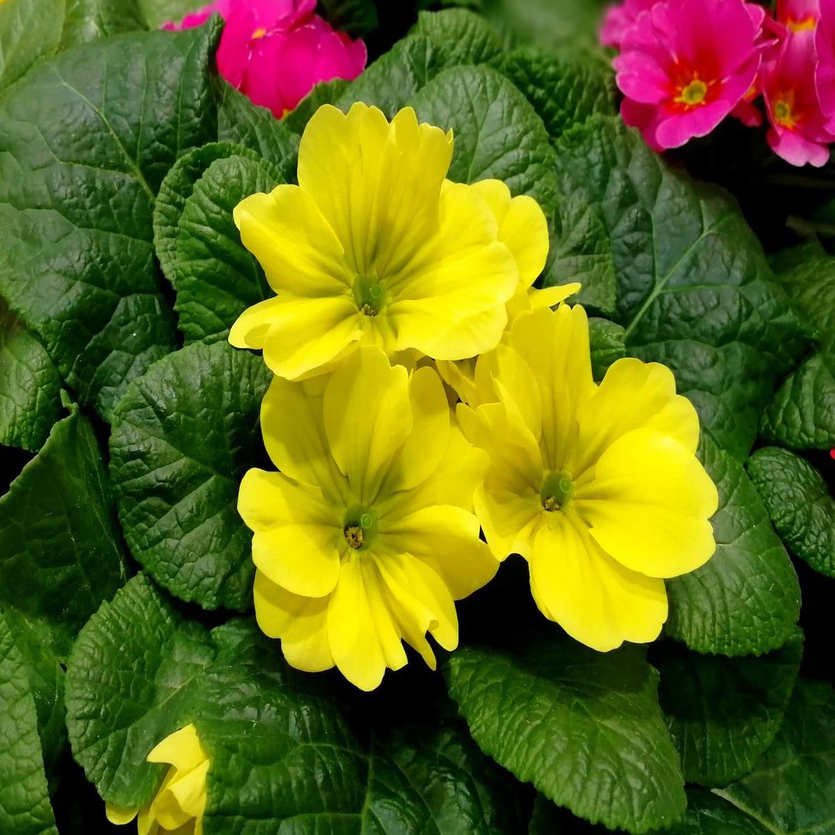 Heirloom Non-GMO Primula Malacoides Flower Seeds | Yellow Delicate Blooms | Organic Garden Seeds for Planting | High Germination