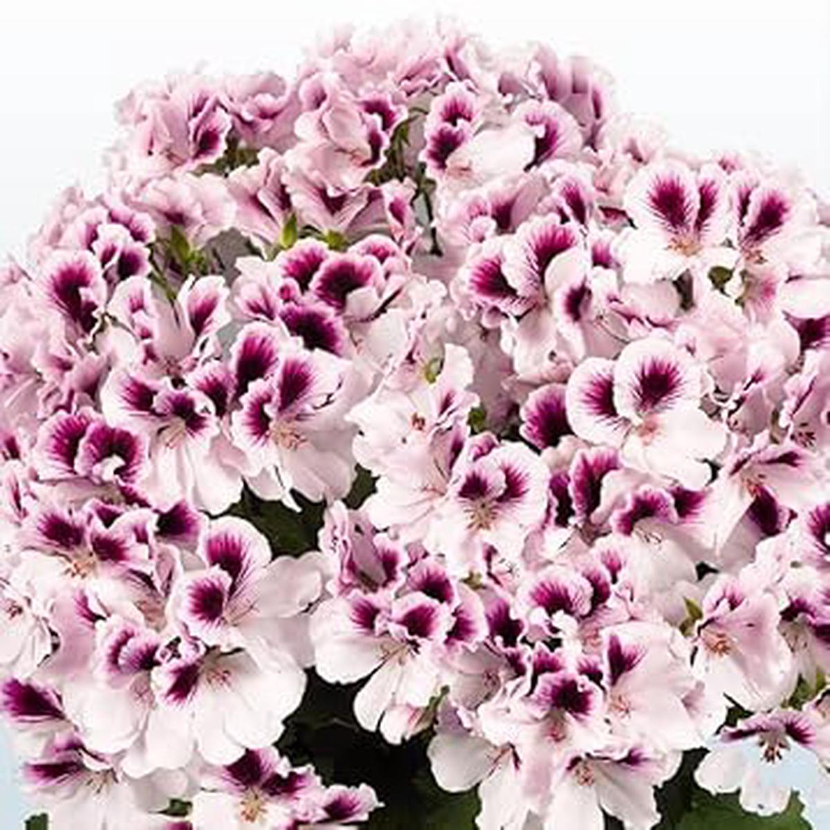 Heirloom Non-GMO Purple & White Geranium Flower Seeds  Bicolor Blooms for Planting