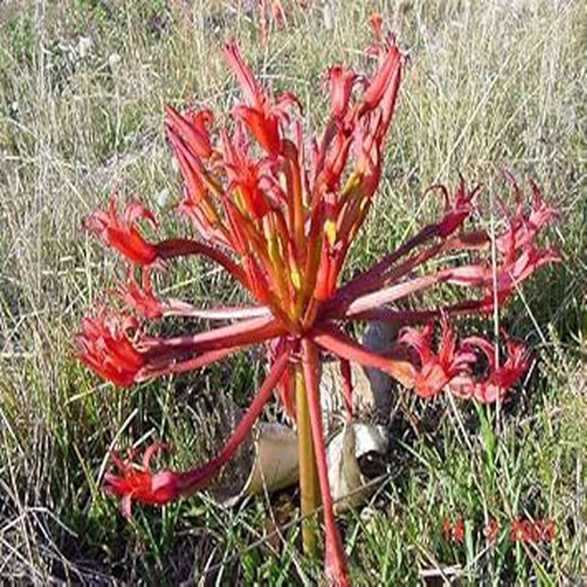 Heirloom Non-GMO Red Chandelier Flower Seeds for Planting  High Germination Organic Garden Seeds