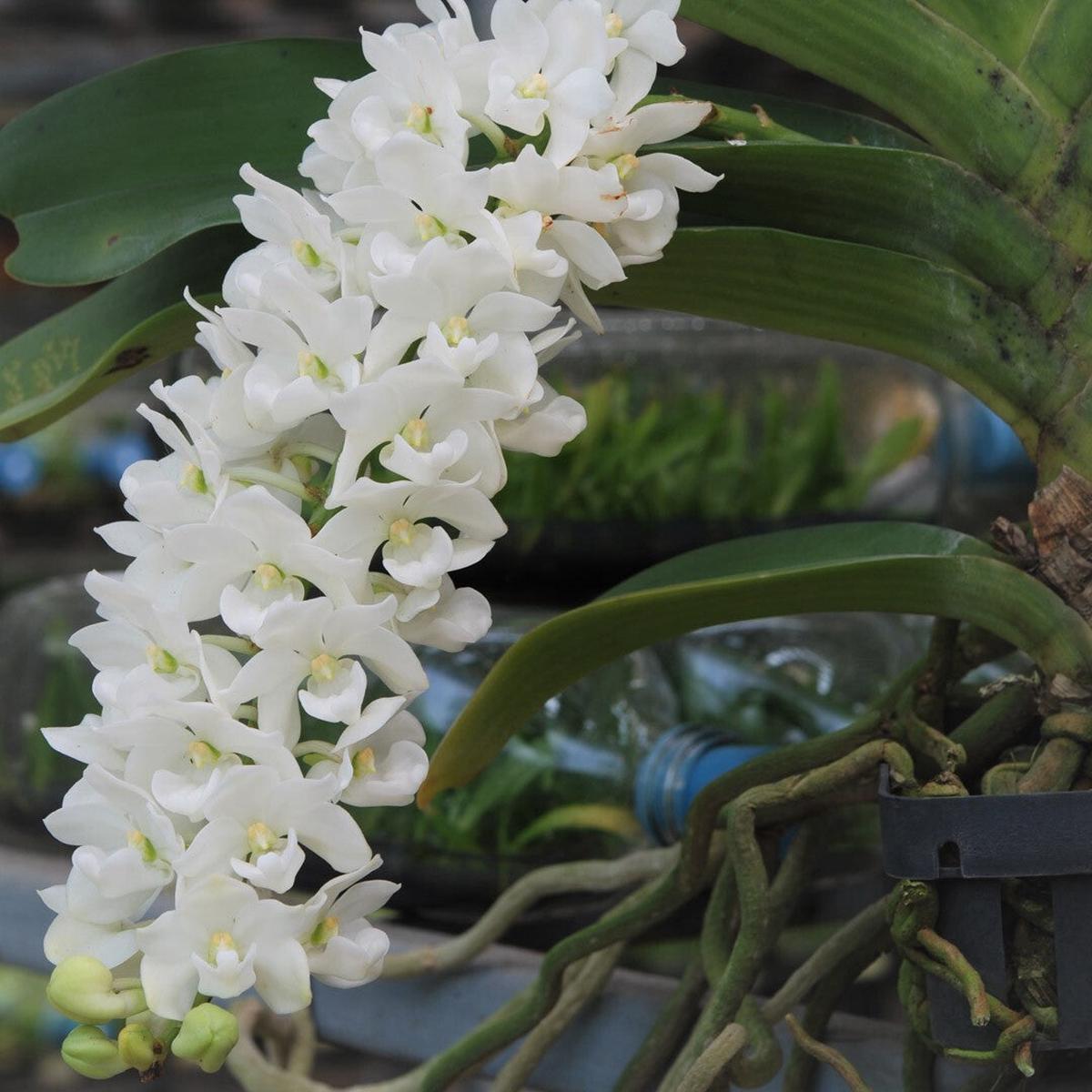 Heirloom Rhynchostylis Flower Seeds, Non-GMO Exotic Orchid Blooms for Garden Planting