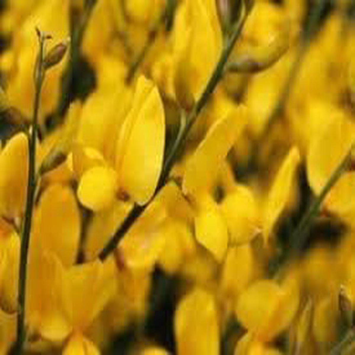 Heirloom Spartium Flower Seeds  Non-GMO, High Germination Organic Garden Seeds