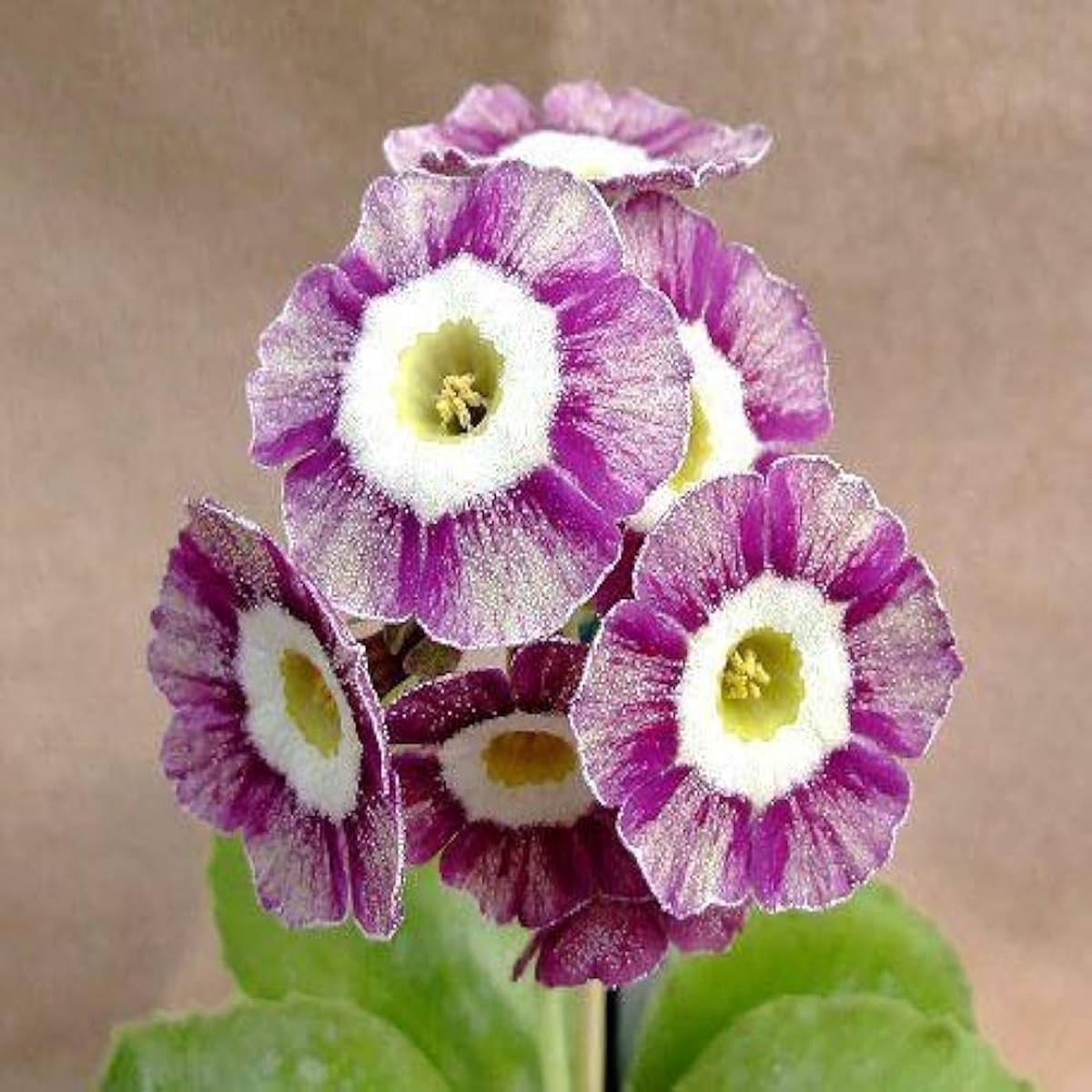 Heirloom Violet Primula Flower Seeds, Non-GMO Perennial Bloom Seeds for Garden Planting