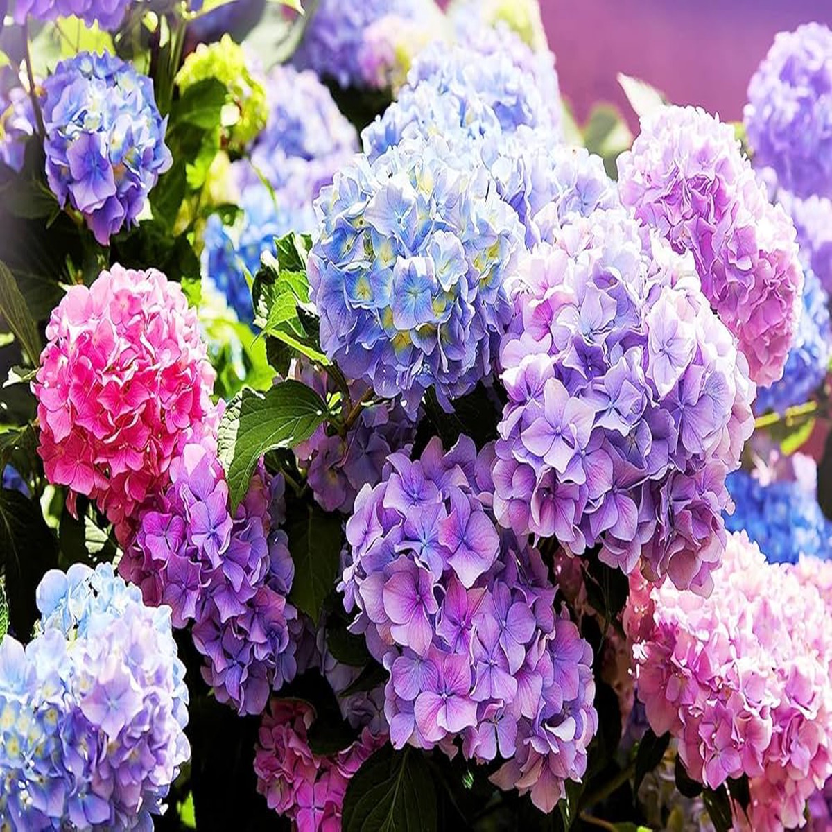 Hydrangea Hydrangea Macrophylla Bonsai Flower For Balcony Garden Flower Seeds for Home Garden