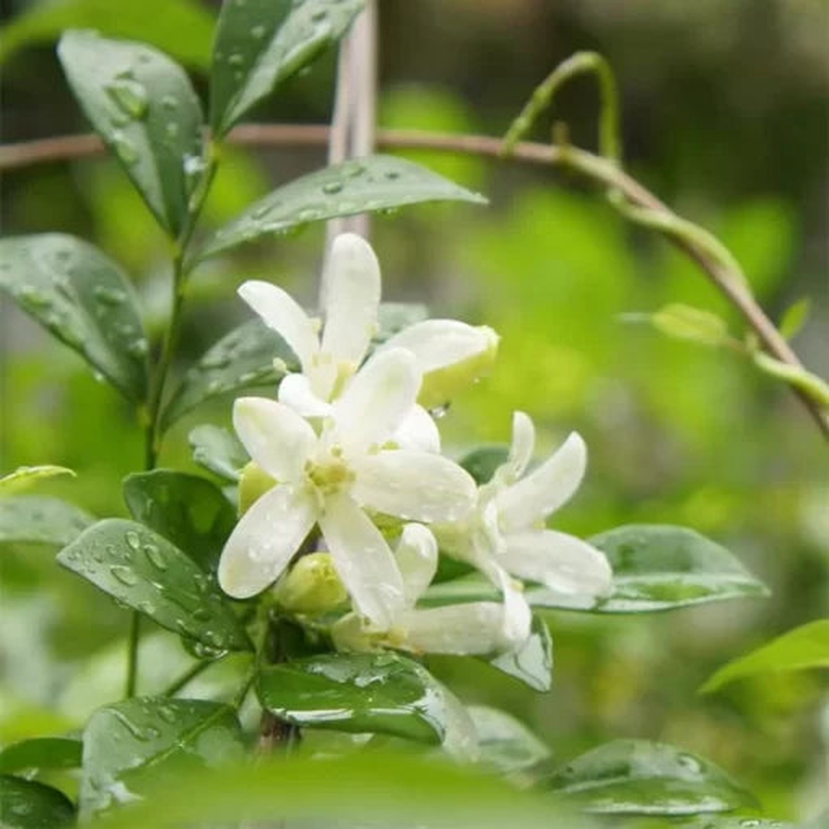Jasmine Flower Seeds | Outdoor Balcony Climbing Jasmine Heirloom, Non-GMO, High Germination Organic Garden Seeds