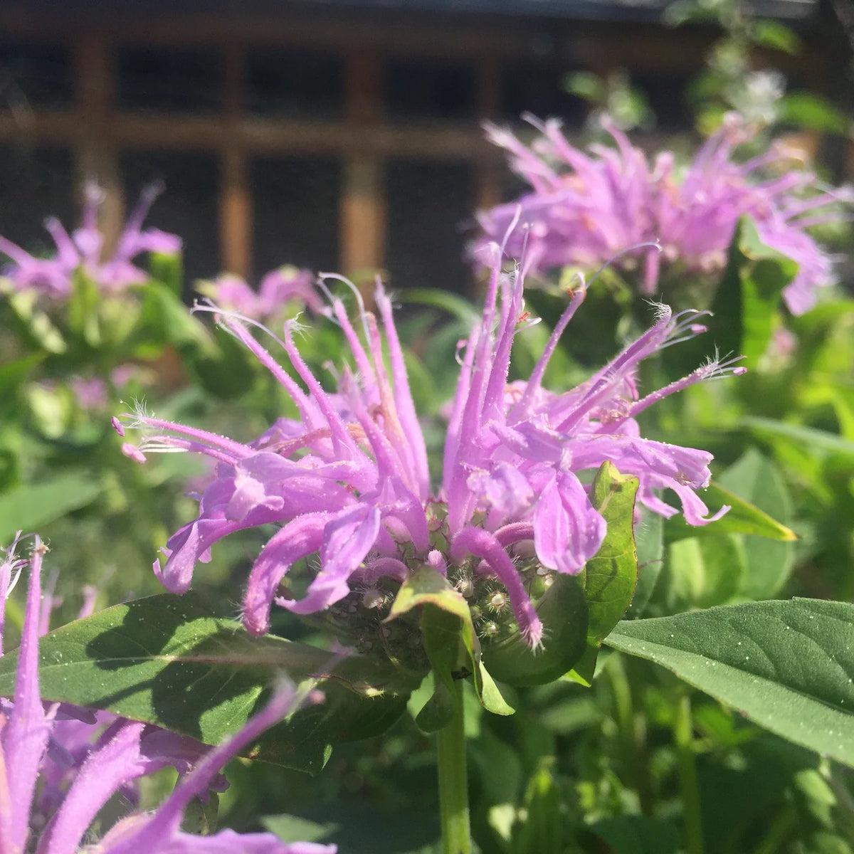 Lavender Bergamot Flower seeds for Planting Bright Blooms Heirloom & GMO Free Seeds for Home Garden Sale