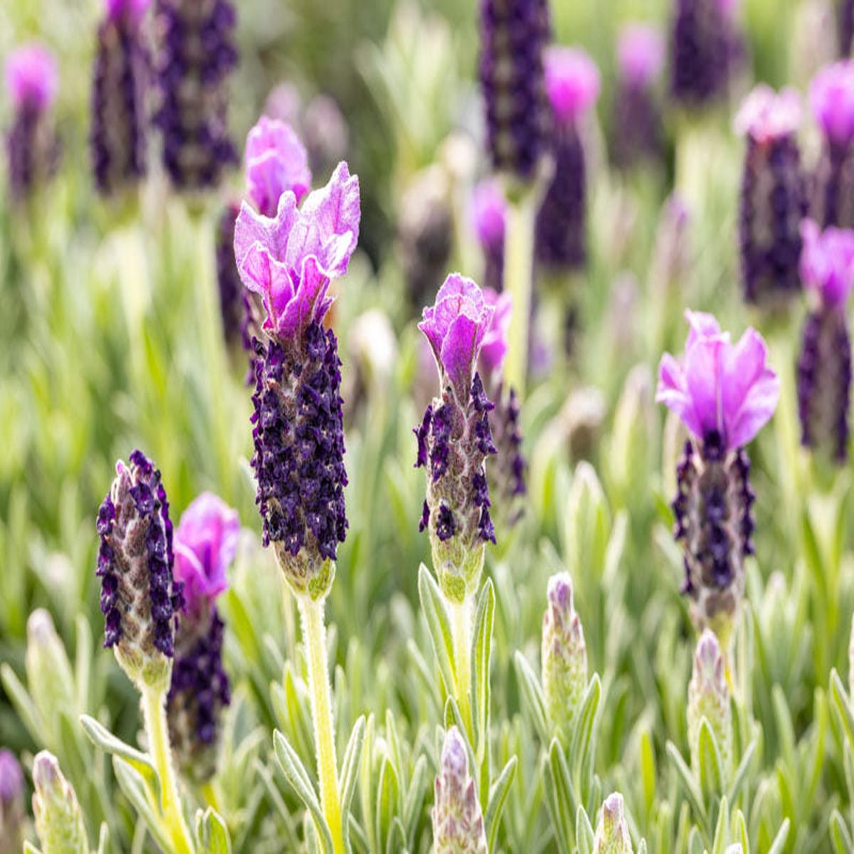 Lavender Stoechas Flower seeds for Planting - Long Bloom Season, Heirloom & GMO Free Seeds for Home Garden