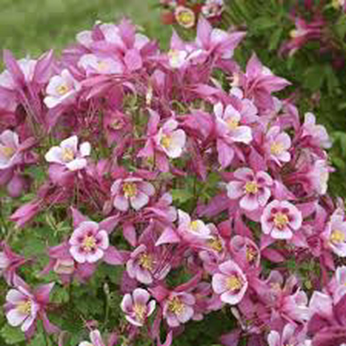 Light Pink Aquilegia Flower Seeds for Planting  Heirloom, Non-GMO, High Germination