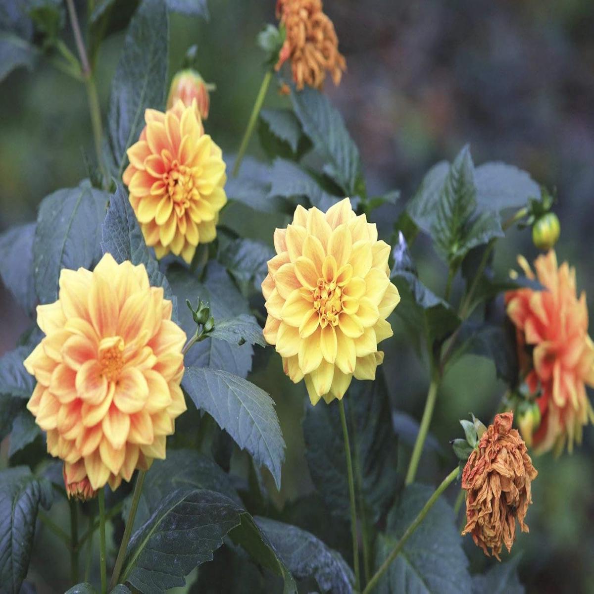 Light Yellow Red Dahlia Heirloom Non-GMO Seeds for Planting High Germination Organic Garden Seeds