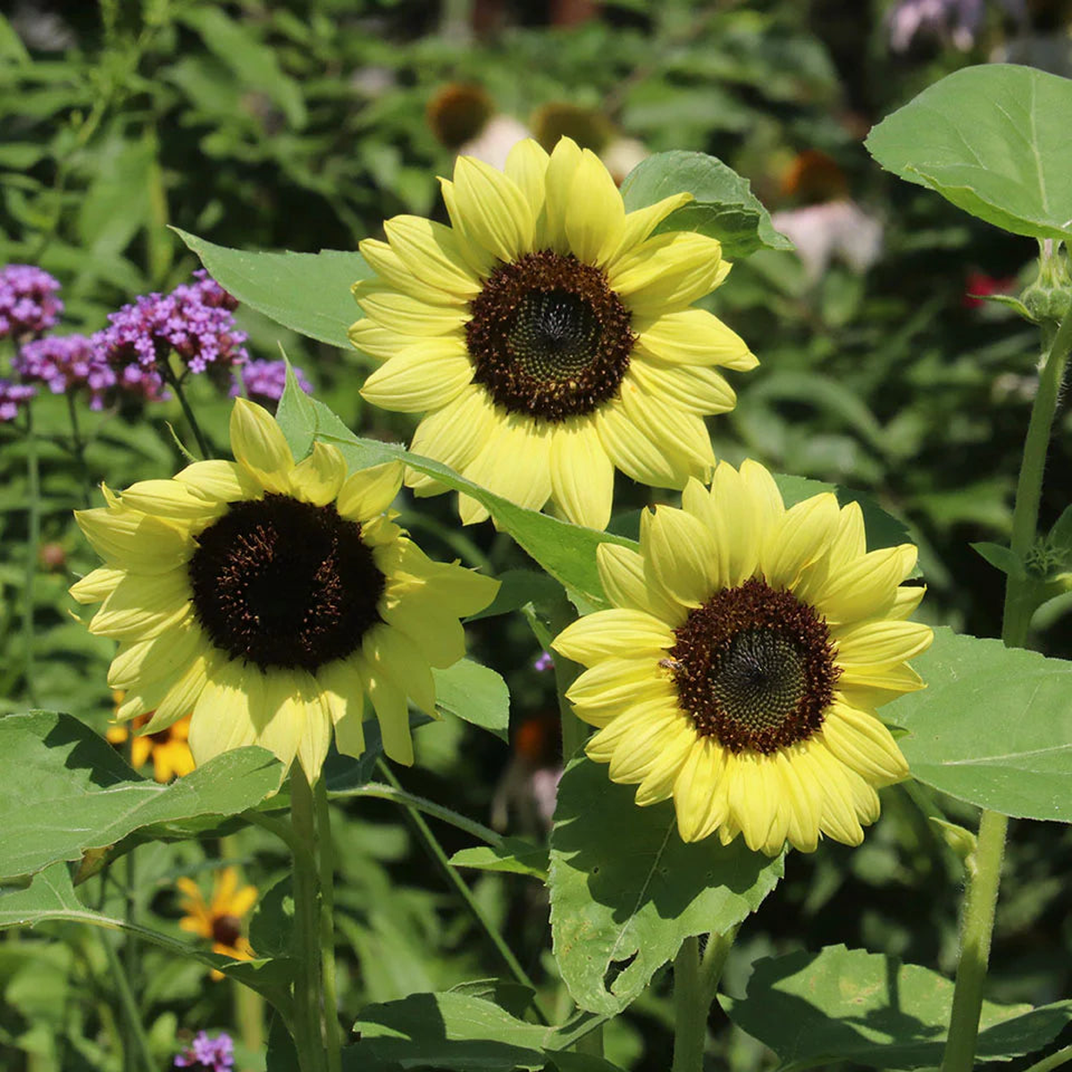 Light Yellow Sunflower Seeds for Planting Premium Quality Heirloom & GMO Free Seeds for Home Garden Sale