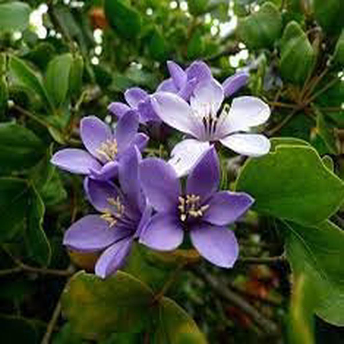 Lignum Flower seeds for Planting - Low Maintenance, Heirloom & GMO Free Seeds for Home Garden