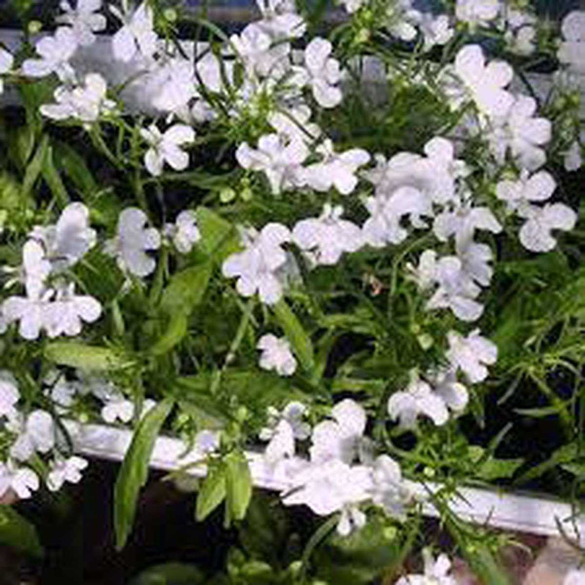 Lobelia Pendula White Lady Cascade Flower Seeds for Planting NON GMO Heirloom Seeds, High Germination, Organic Garden