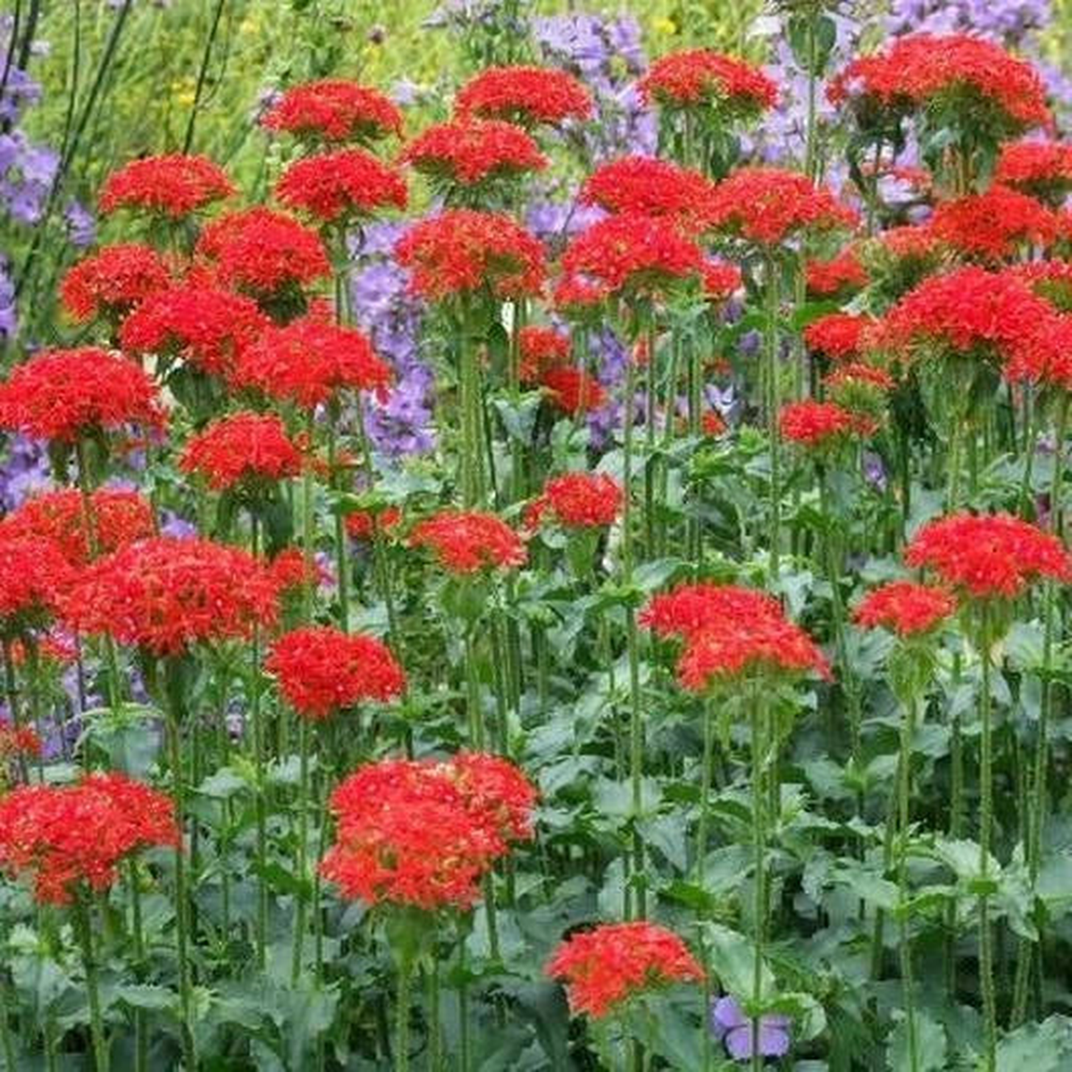 MALTESE CROSS Unique Pollinator Attractor PERENNIAL Summer Cut Flowers Seeds  Heirloom, Non-GMO, High Germination Organic Garden Seeds
