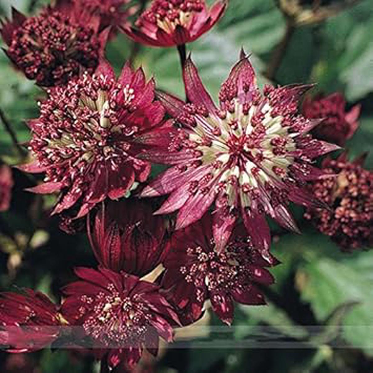 Maroon Astrantia Flower Seeds for Planting Premium Heirloom, Non-GMO, High Germination Organic Garden Seeds
