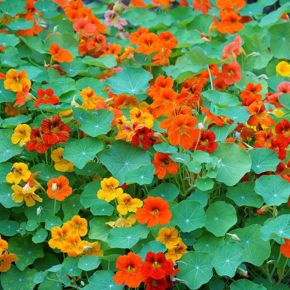 Nasturtium Seeds (Tall) - Mixed Colors