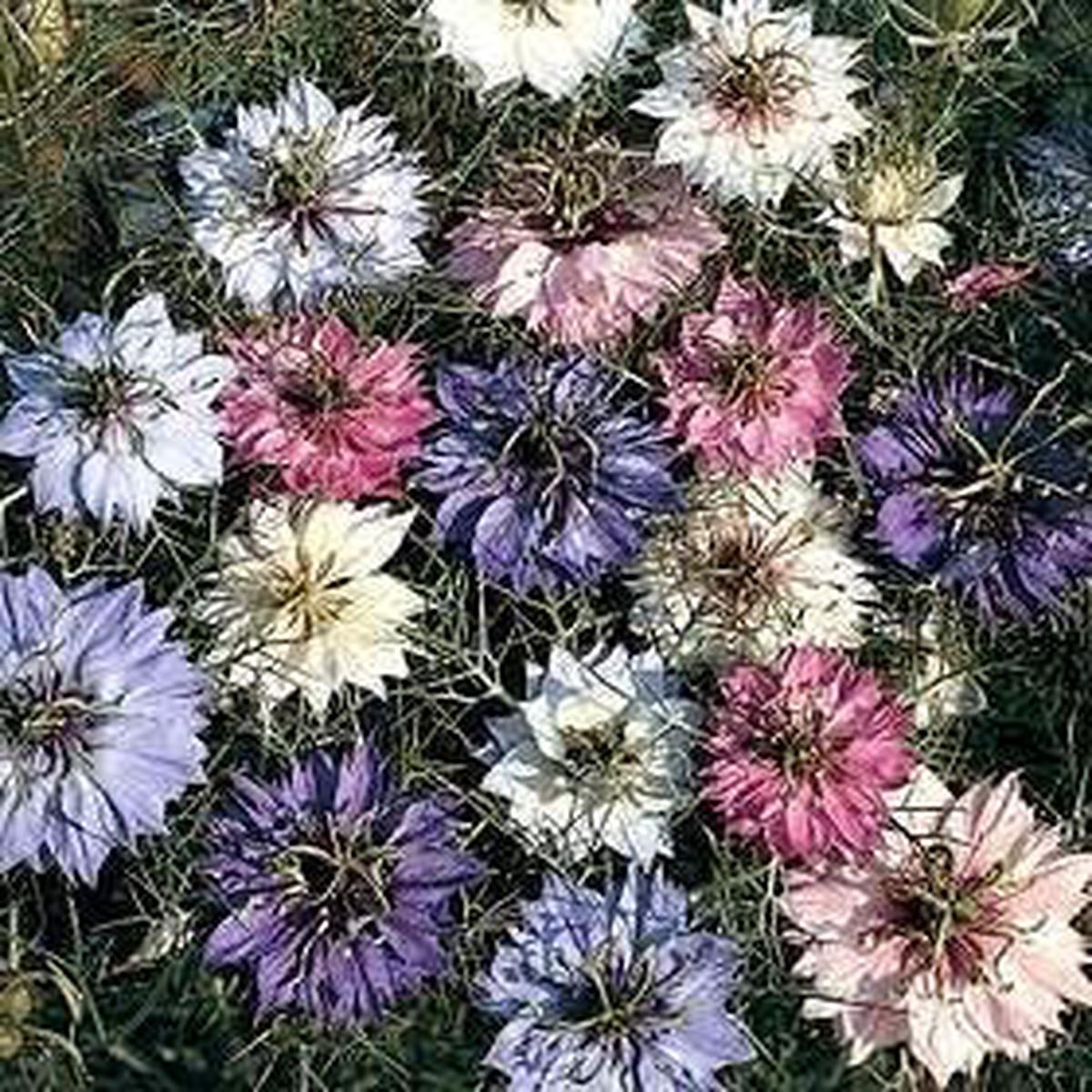 Nigella Love in the Mist Mixed Colors Seeds for Vibrant Garden Blooms