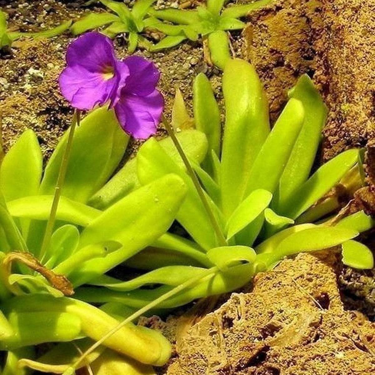 Organic Pinguicula Moctezumae Plant Seeds for Planting Heirloom, Non-GMO
