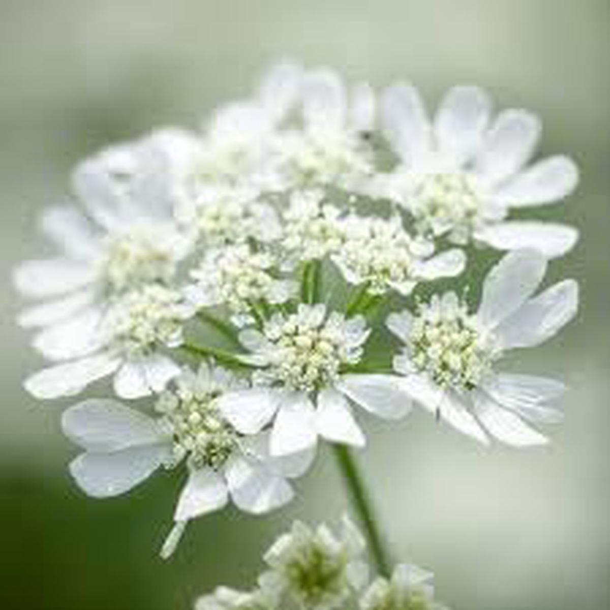 Orlaya Flower seeds for Planting - Seasonal Bloomer, Heirloom & GMO Free Seeds for Home Garden
