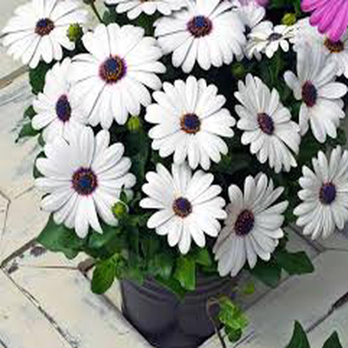Osteospermum White Flower Seeds for Planting Heirloom, Non-GMO, High Germination Organic Garden Seeds (100pcs)