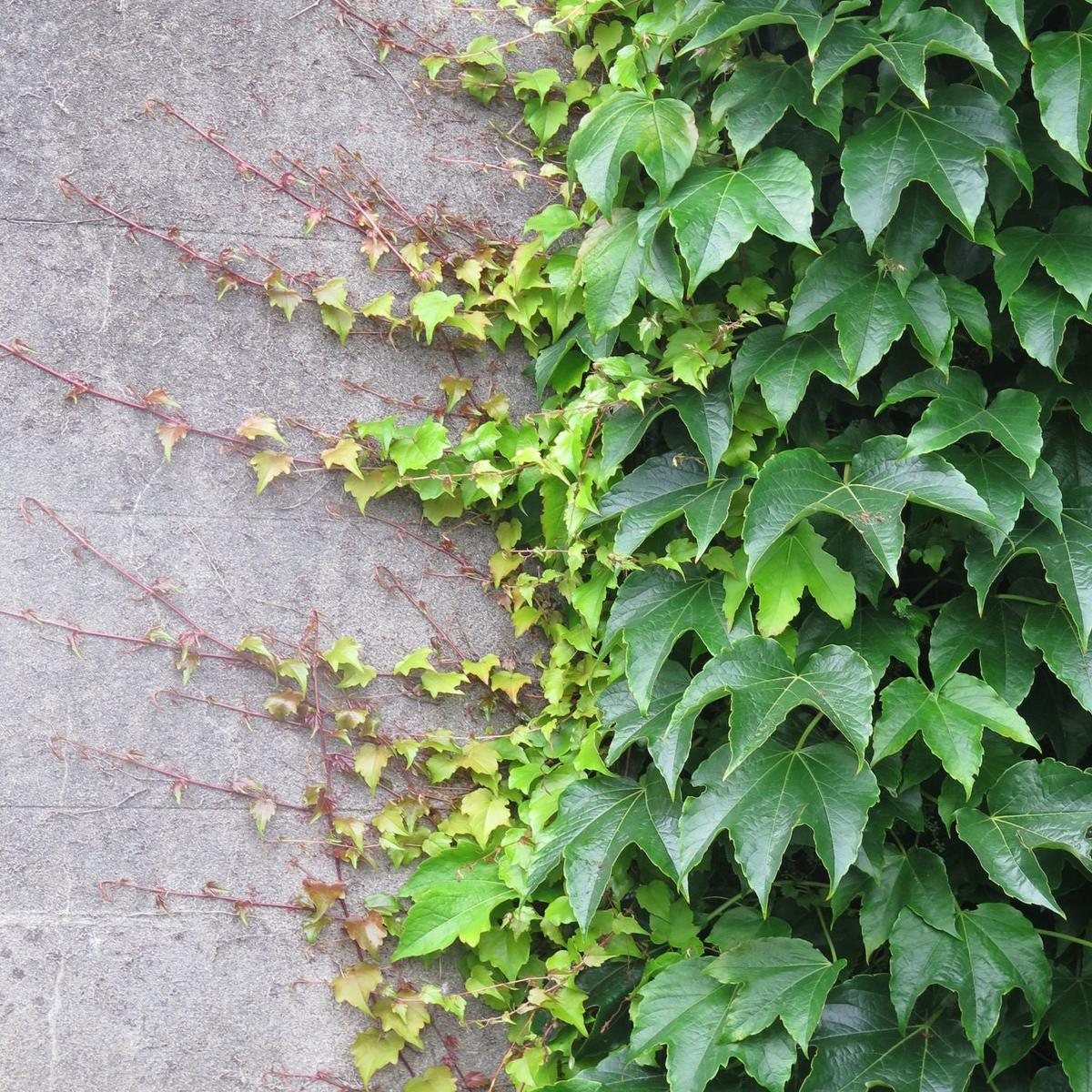Parthenocissus Tricuspidata Flower Seeds Heirloom, Non-GMO, Climbing Vine Blooms for Garden Planting