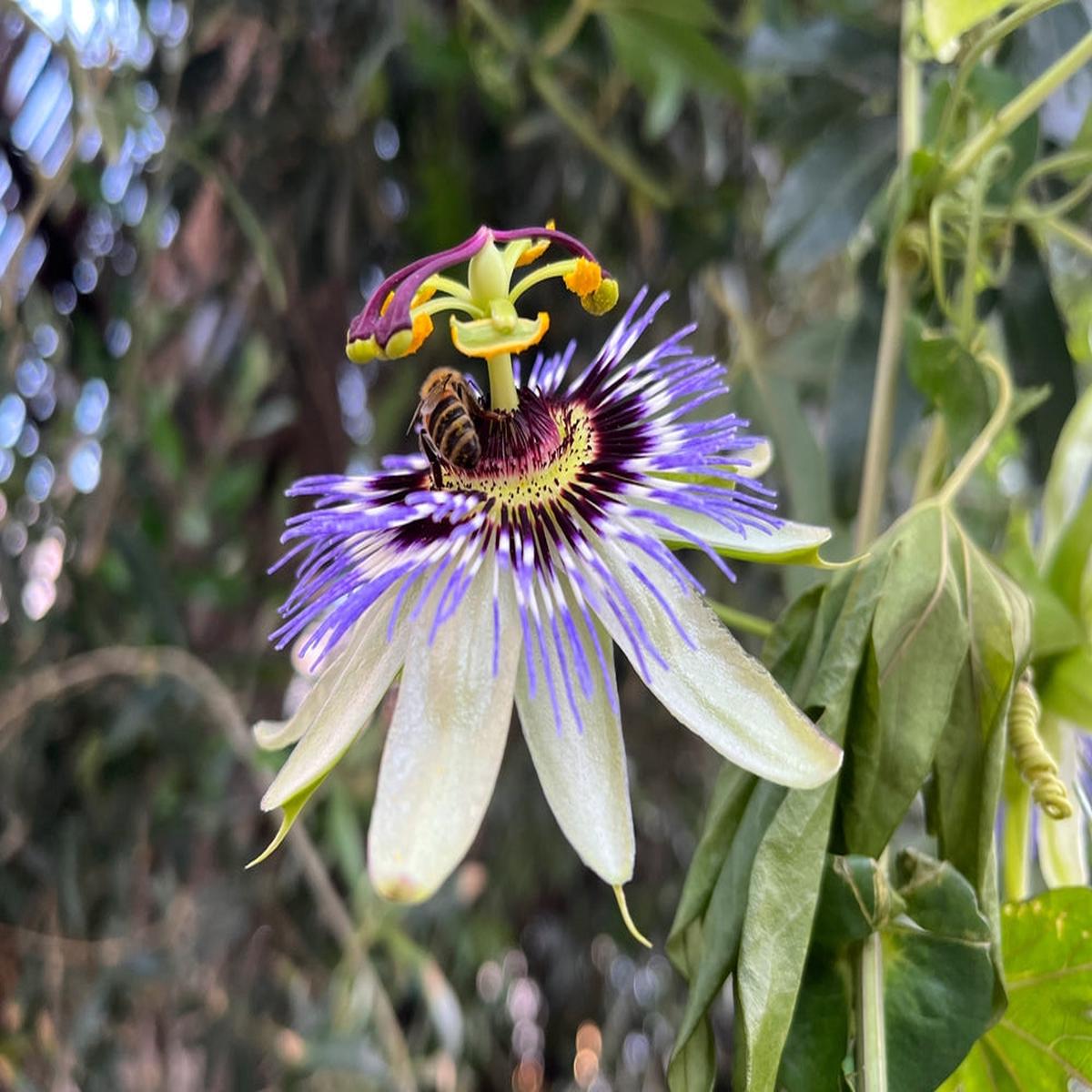 Passionflower Flower seeds for Planting - Drought Tolerant, Heirloom & GMO Free Seeds for Home Garden