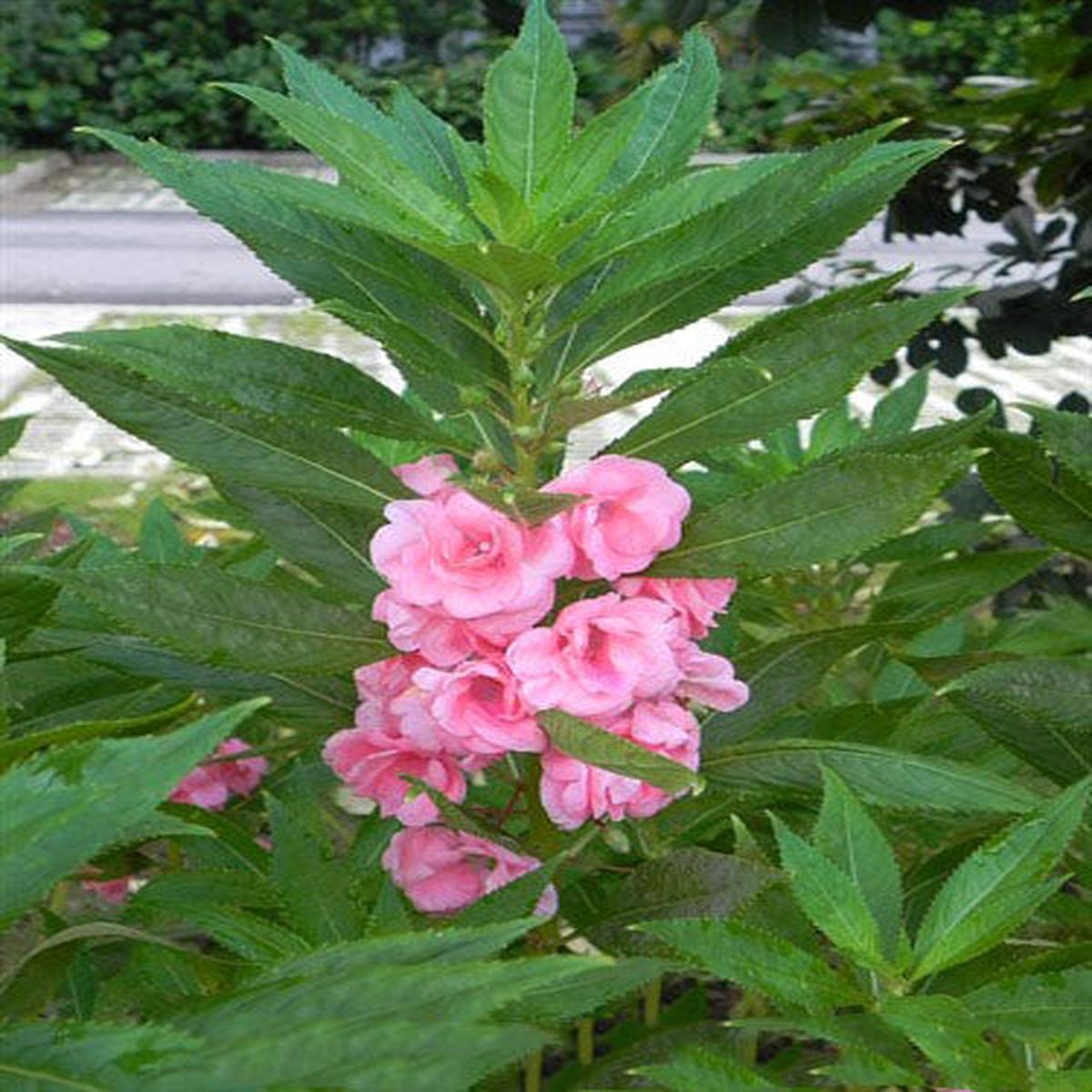 Peach Balsam Flower Seeds Heirloom, Non-GMO, High Germination Organic Garden Seeds for Planting
