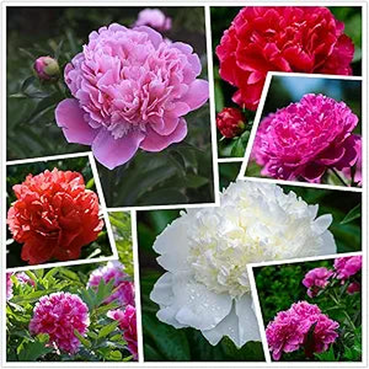 Peony Paeonia spp. Seeds for Planting in Flower Bed & Garden