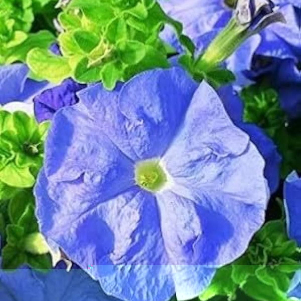 Petunia Flower Seeds for Planting Heirloom, Non-GMO, Sky Blue Blooms, Easy to Grow