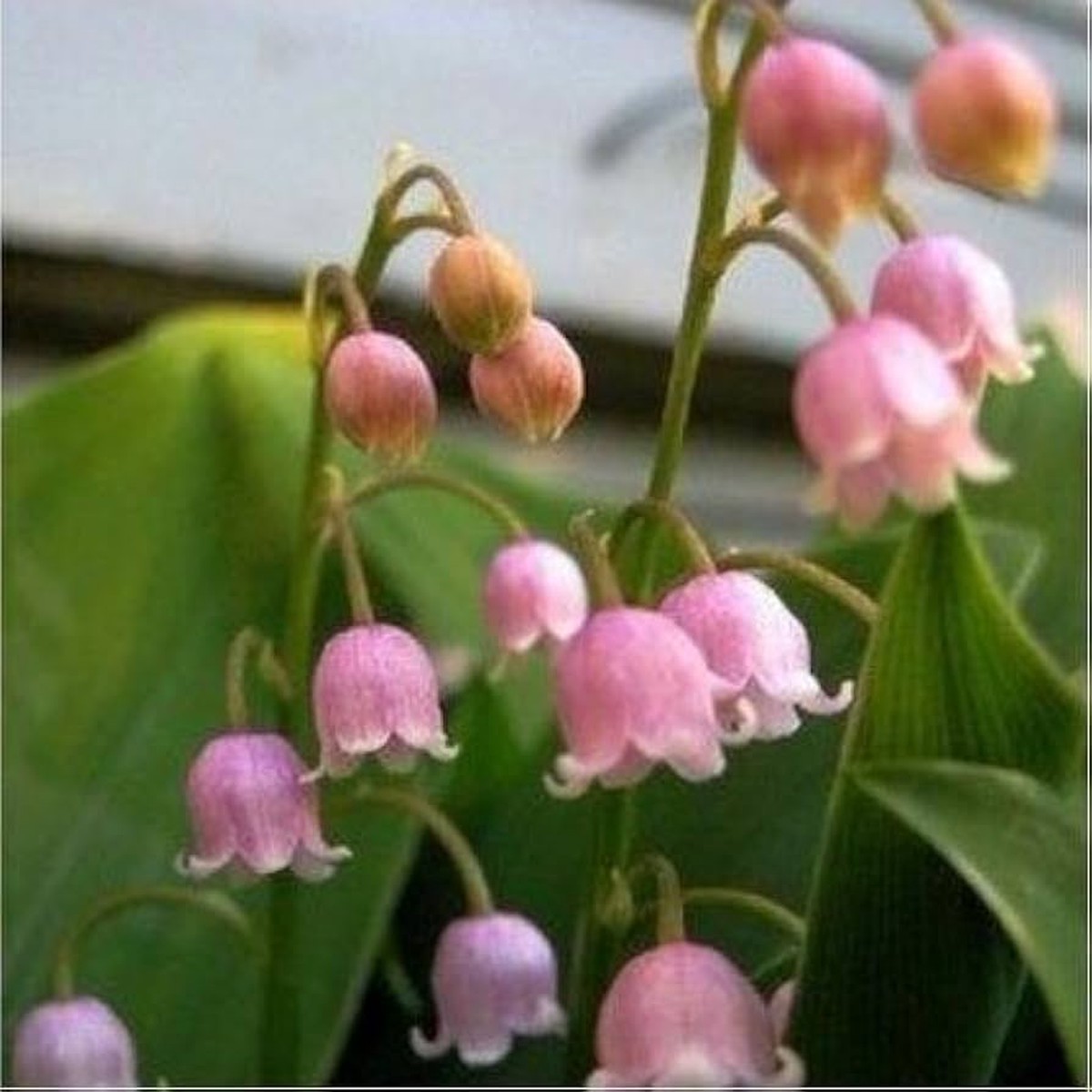 Pink Bell Orchid Flower seeds for Planting - Pollinator Friendly, Heirloom & GMO Free Seeds for Home Garden