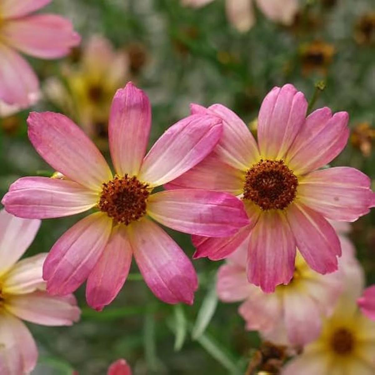 Pink Coreopsis Flower Seeds for Planting Heirloom, Non-GMO, Organic Garden Seeds with High Germination
