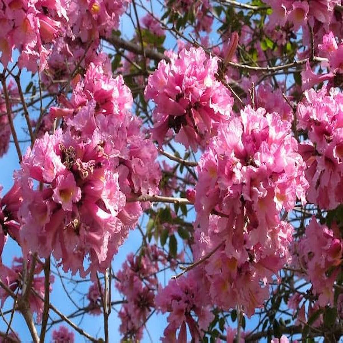 Pink Jacaranda Mimosifolia Flower Seeds  Heirloom, Non-GMO Flower Seeds for Planting