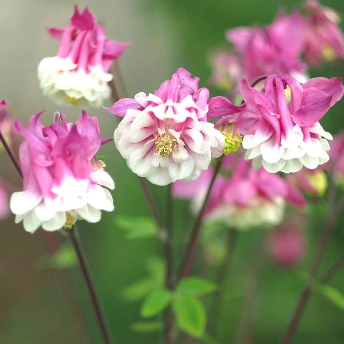 Pink Pink Columbine Petticoat For Pretty Flowers Flower Seeds for Home Garden Planting, Fragrant