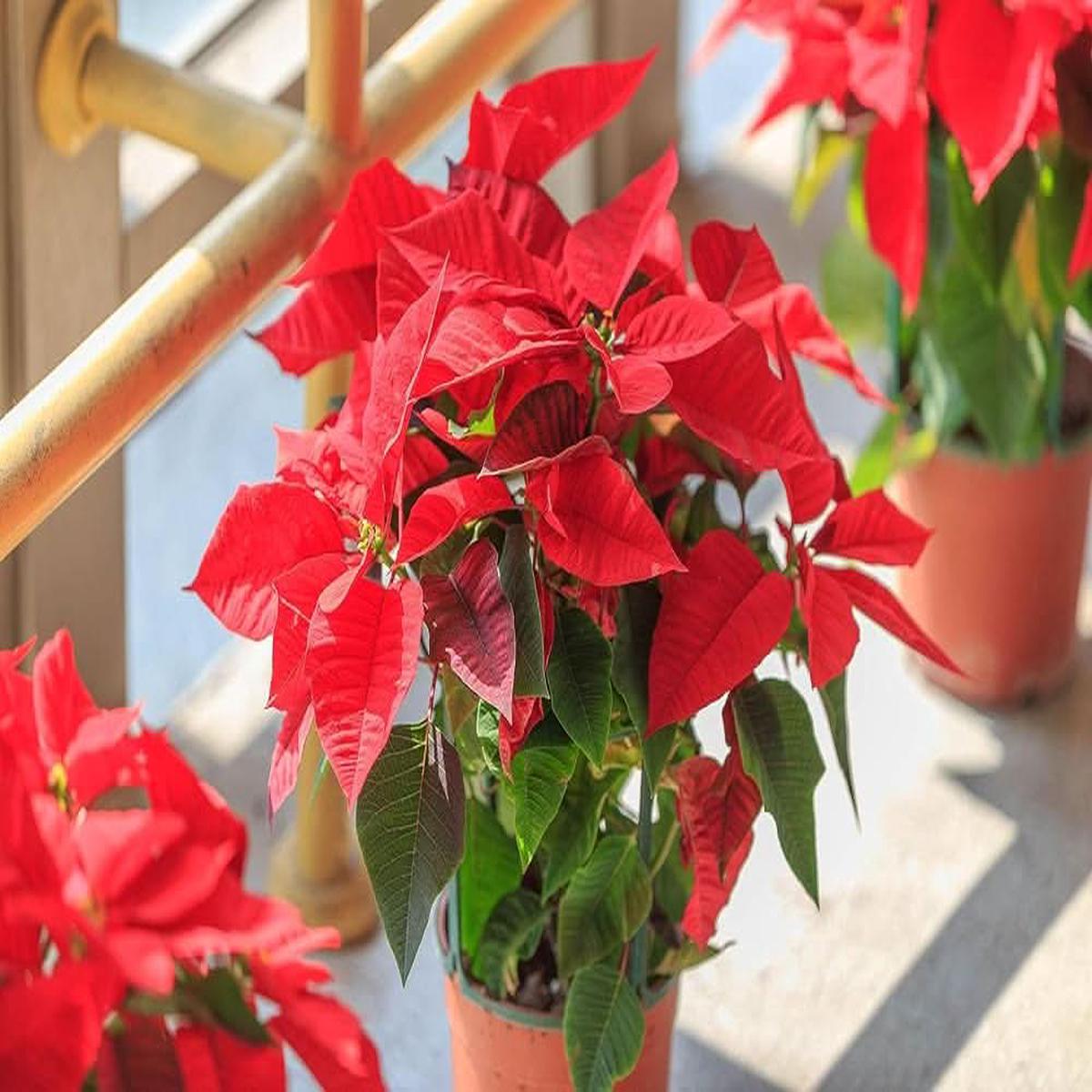 Poinsettia Euphorbia Pulcherrima Flower Flower Seeds for Home Garden Planting, Fragrant Organic