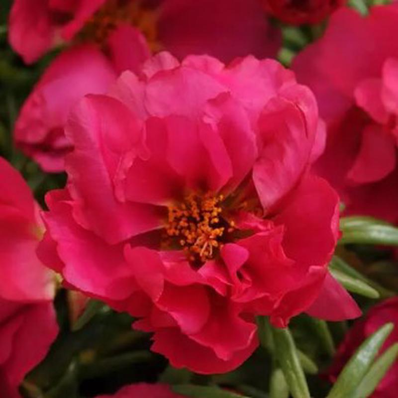 Portulaca Happy Hours Fuchsia - 10 seeds