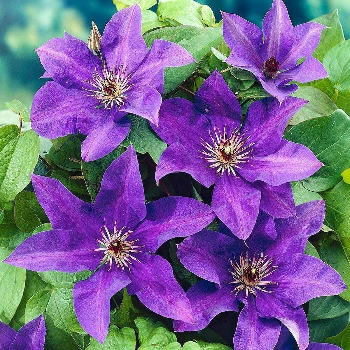 Purple Clematis Seeds for Planting  Heirloom, Non-GMO, High Germination Organic Garden Seeds