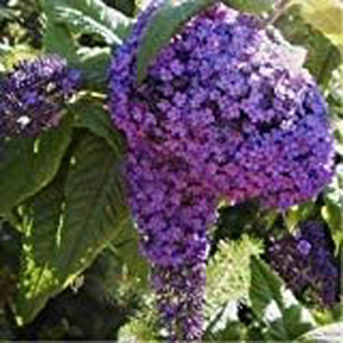 Purple Heliotrope Flower seeds for Planting - Vibrant Colors, Heirloom & GMO Free Seeds for Home Garden