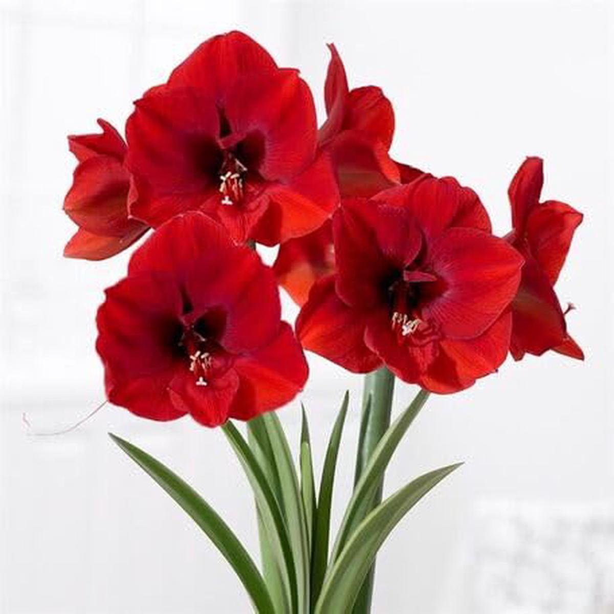 Red Amaryllis Flower