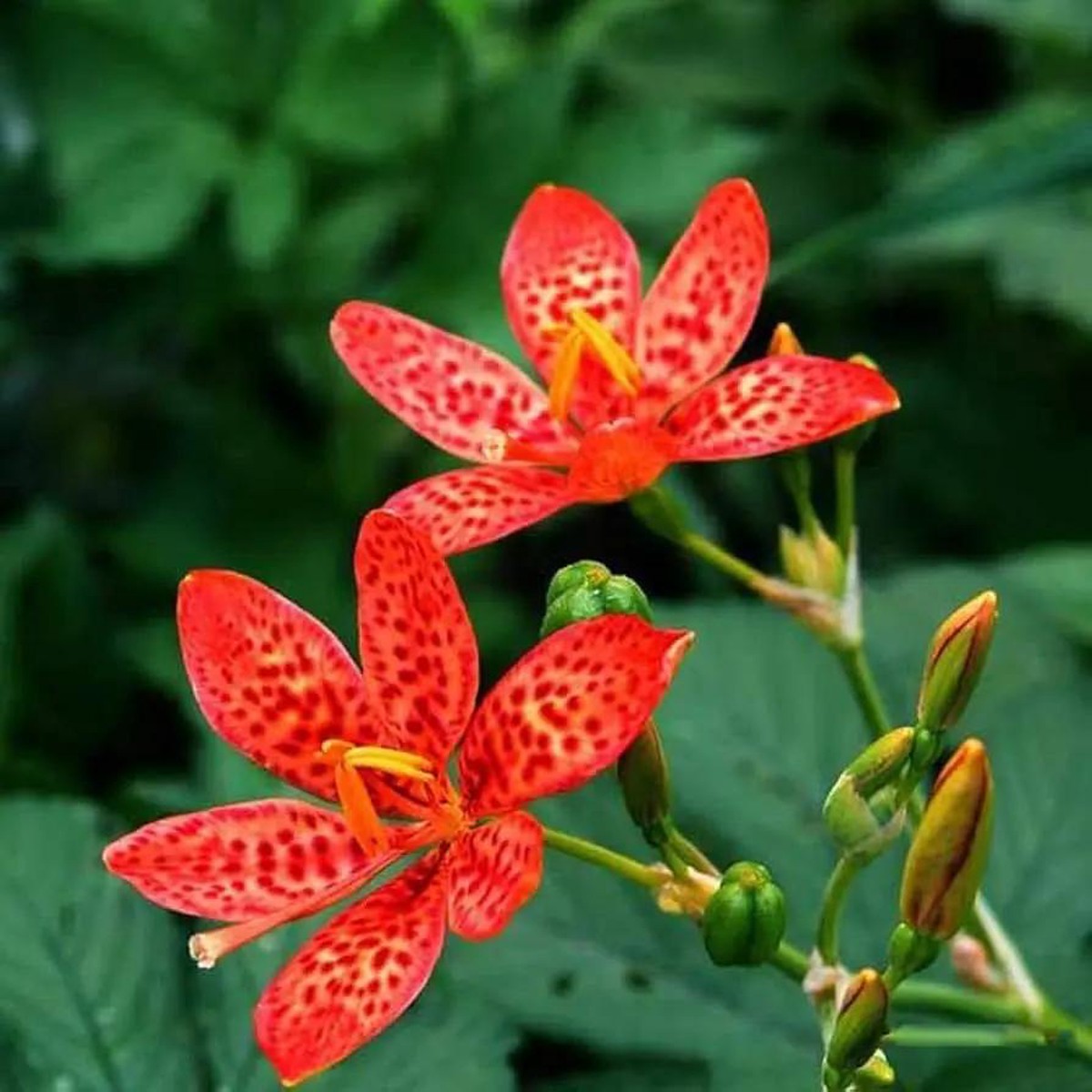 Red Leopard Flower For Planting Non Gmo Flower Seeds for Home Garden Planting, Blooming Organic