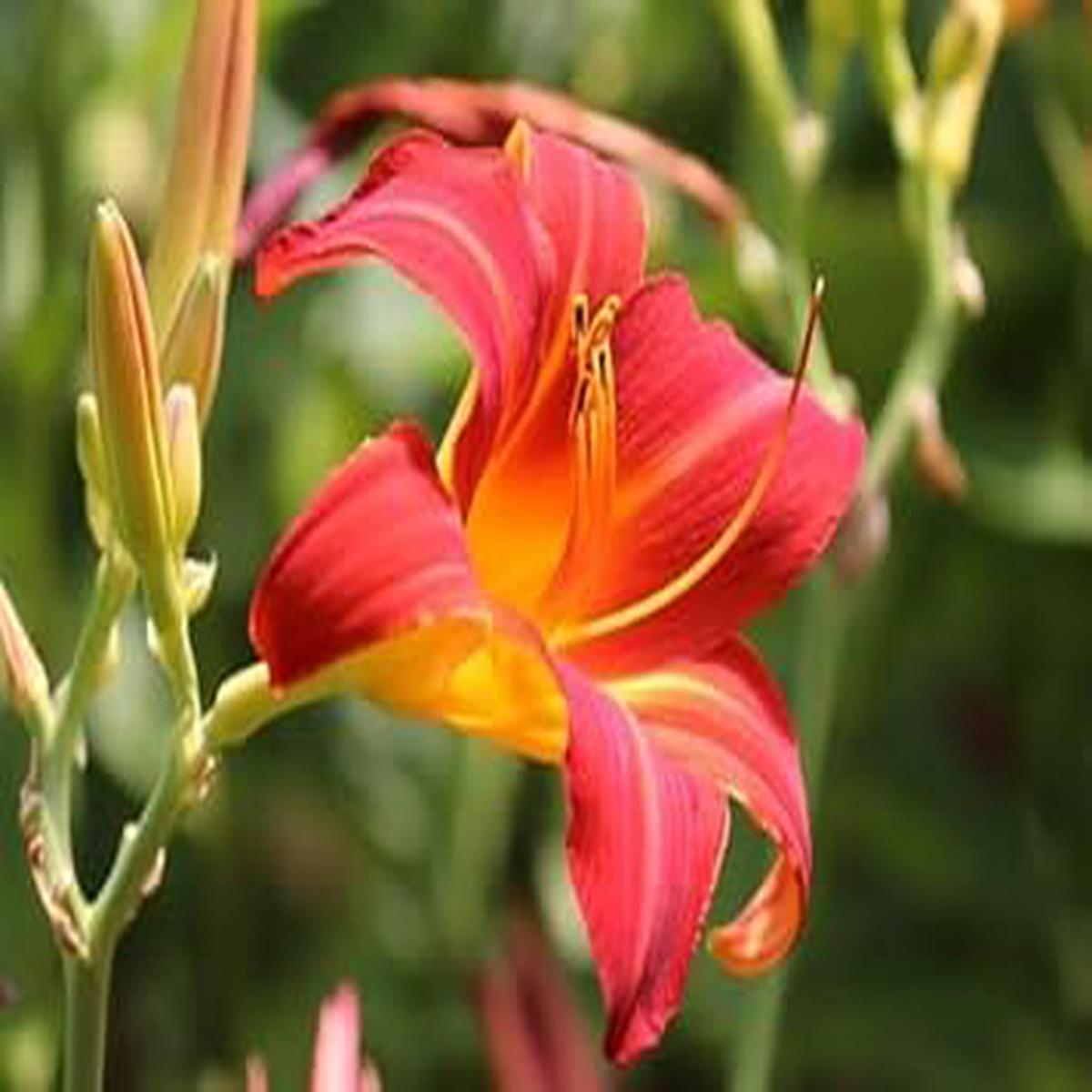 Red Lilium Flower Seeds Non-GMO Seeds for Vibrant Garden Planting